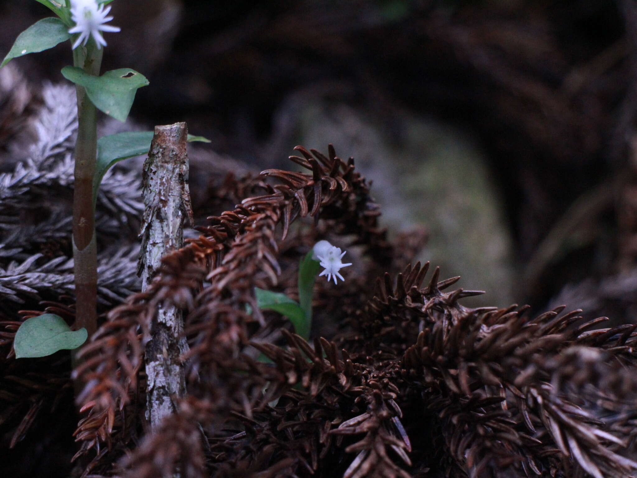 Image of Cheirostylis octodactyla Ames