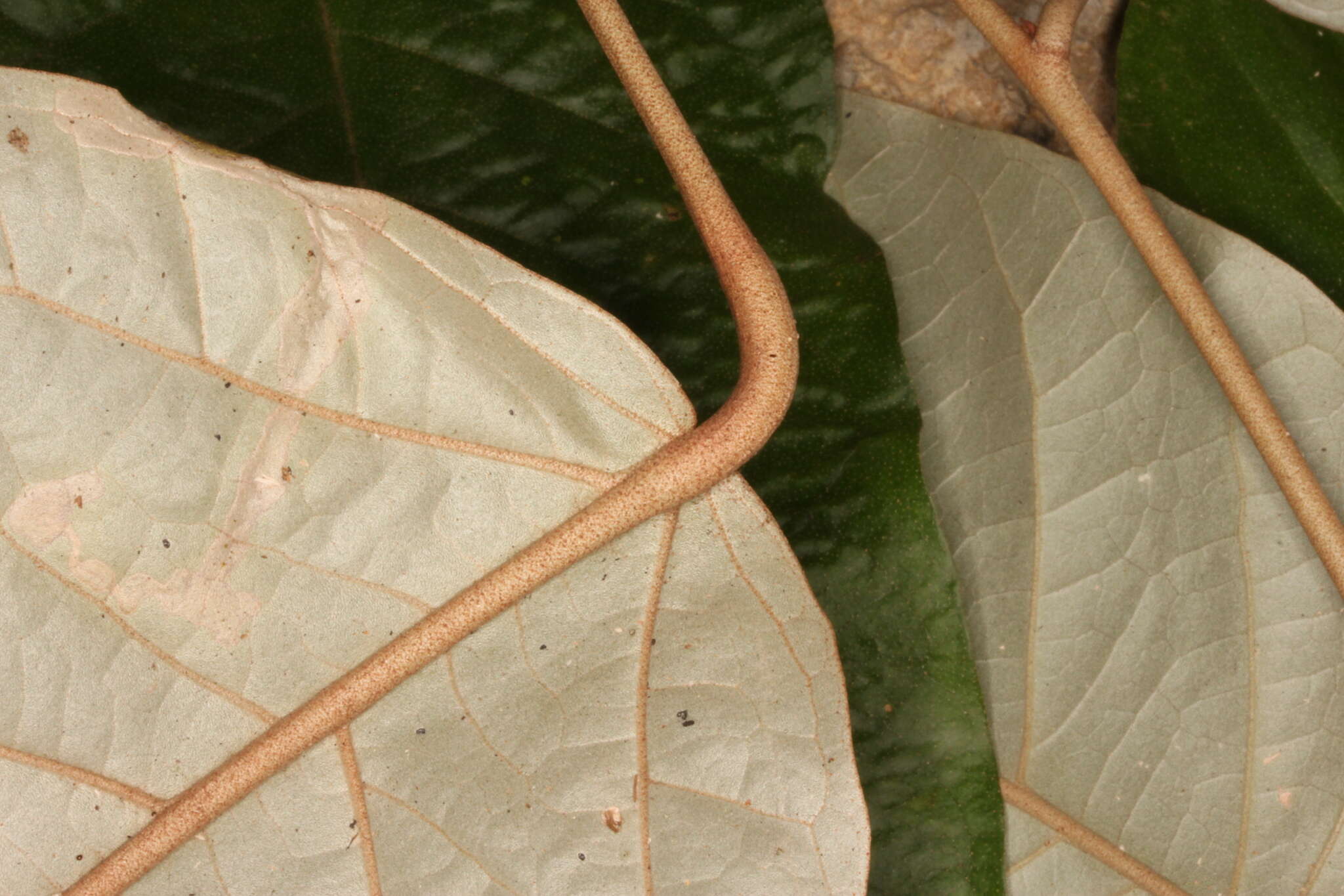 Image of Croton carpostellatus B. L. León & Mart. Gord.