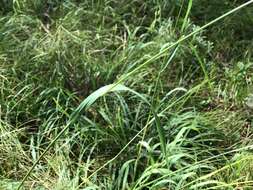 Image of nodding brome