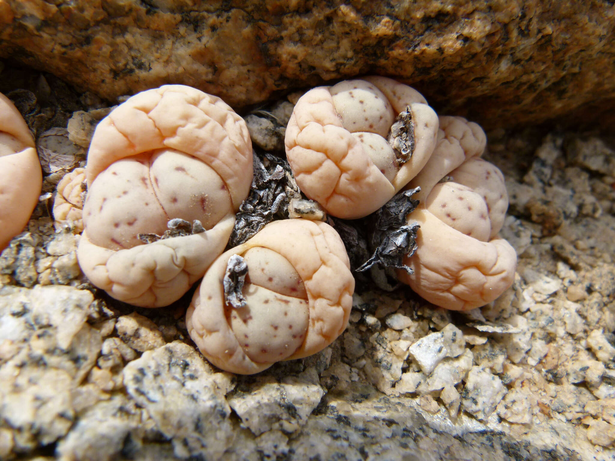 Imagem de Lithops ruschiorum (Dinter & Schwant.) N. E. Br.