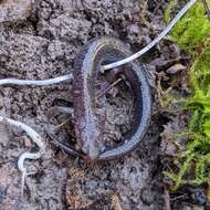 Image of Northern Ravine Salamander