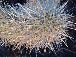 Image of teddybear cholla