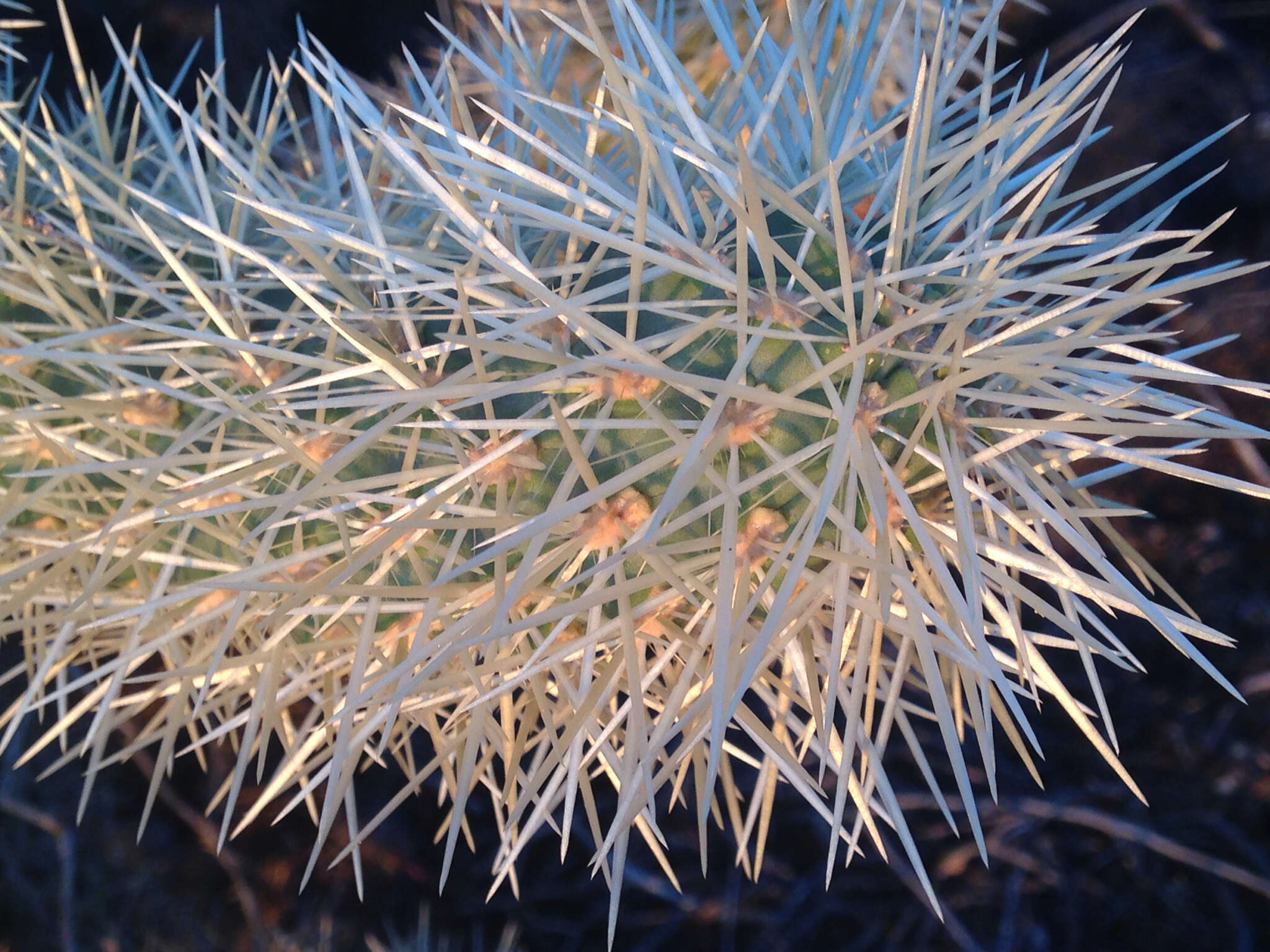 Image of teddybear cholla