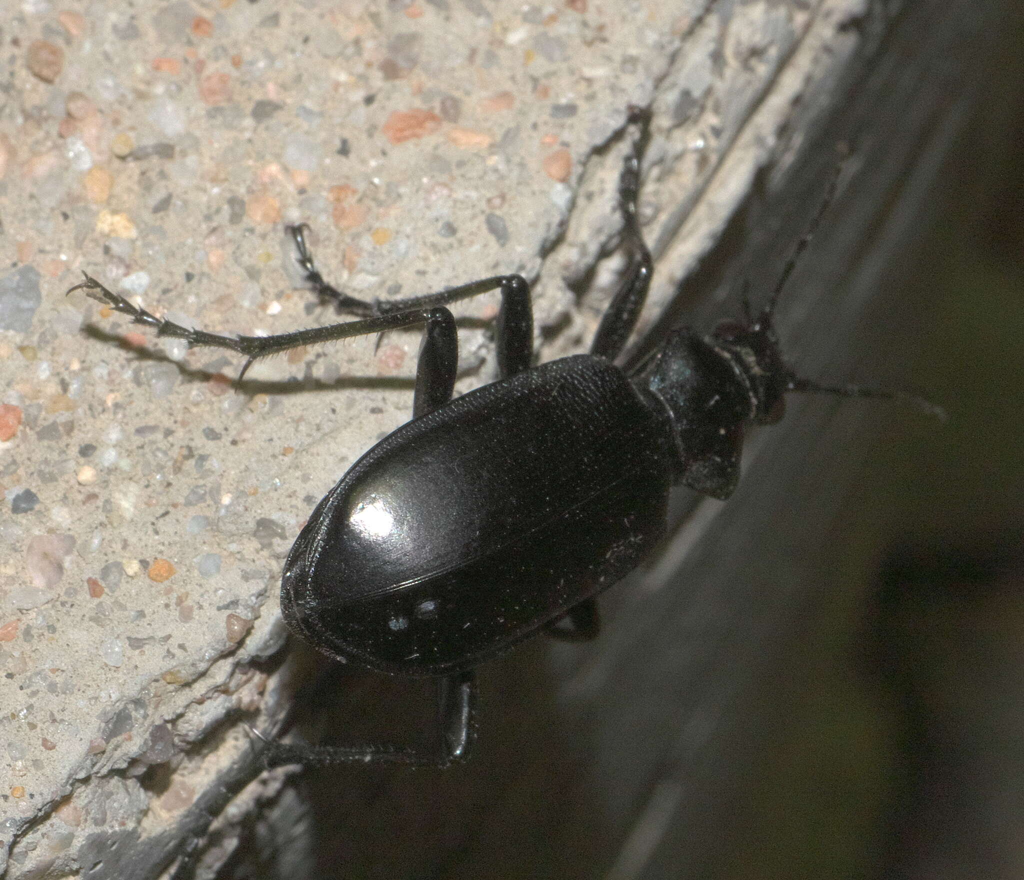 Imagem de Calosoma (Carabosoma) peregrinator Guérin-Méneville 1844