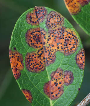 Image of Ophiodothella vaccinii Boyd 1934