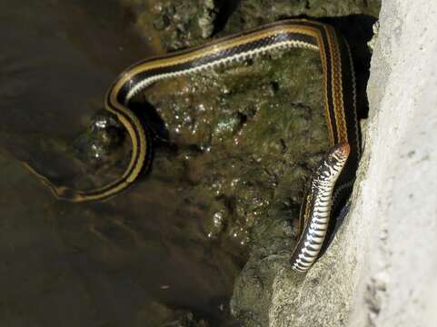 Sivun Xenochrophis vittatus (Linnaeus 1758) kuva