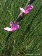 Plancia ëd Hesperantha baurii subsp. baurii