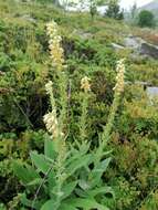 Imagem de Digitalis viridiflora Lindl.