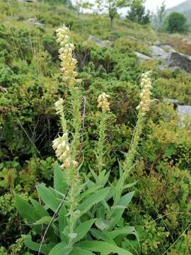 Image of Digitalis viridiflora Lindl.