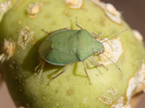 Image of Chlorochroa (Chlorochroa) opuntiae Esselbaugh 1948