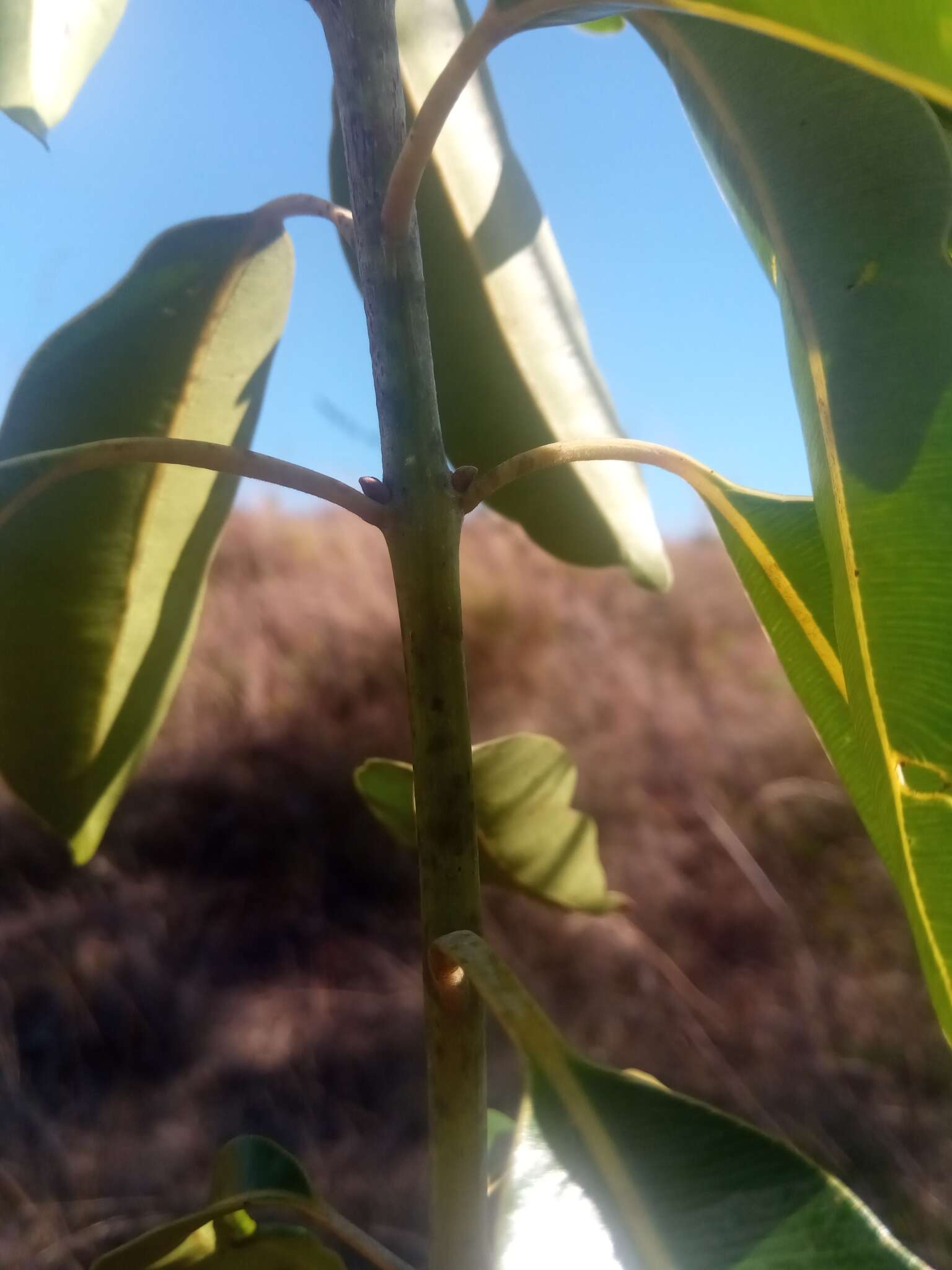 Image de Calophyllum vernicosum P. F. Stevens