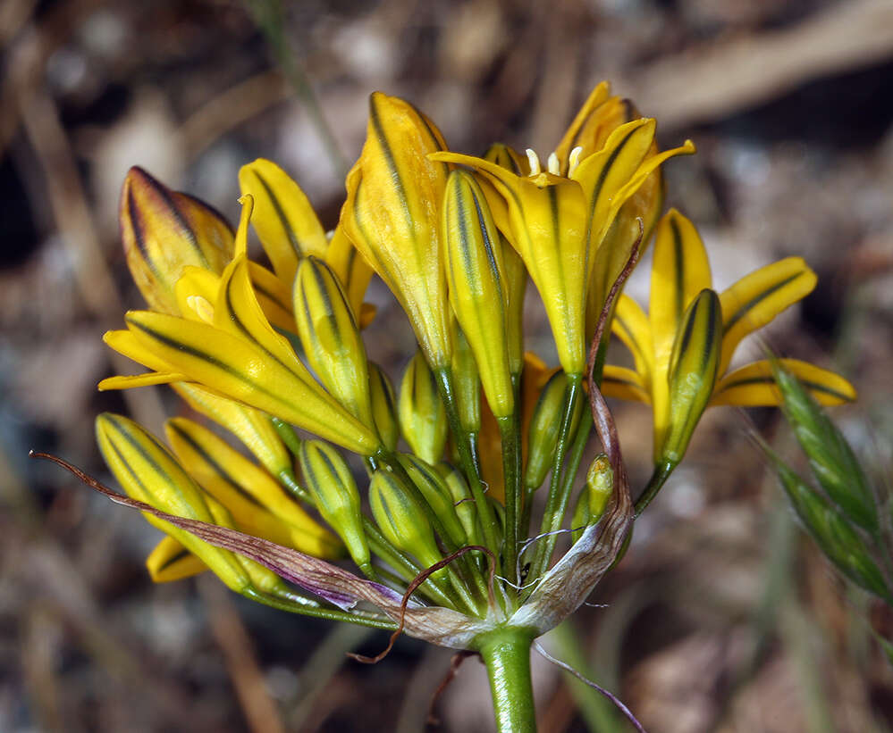 Image of yellow triteleia