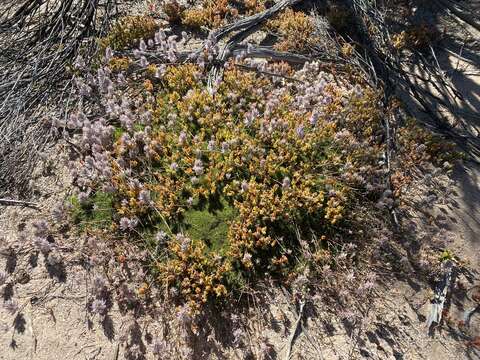 Ptilotus fasciculatus W. Fitzg.的圖片