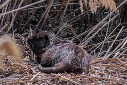 Image of Myocastor coypus coypus (Molina 1782)