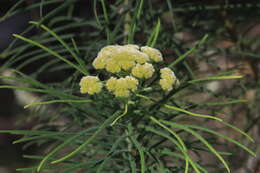 Cassinia leptocephala F. Müll. resmi