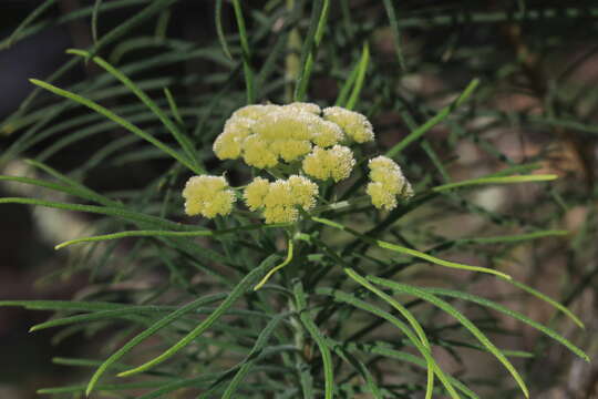 Plancia ëd Cassinia leptocephala F. Müll.