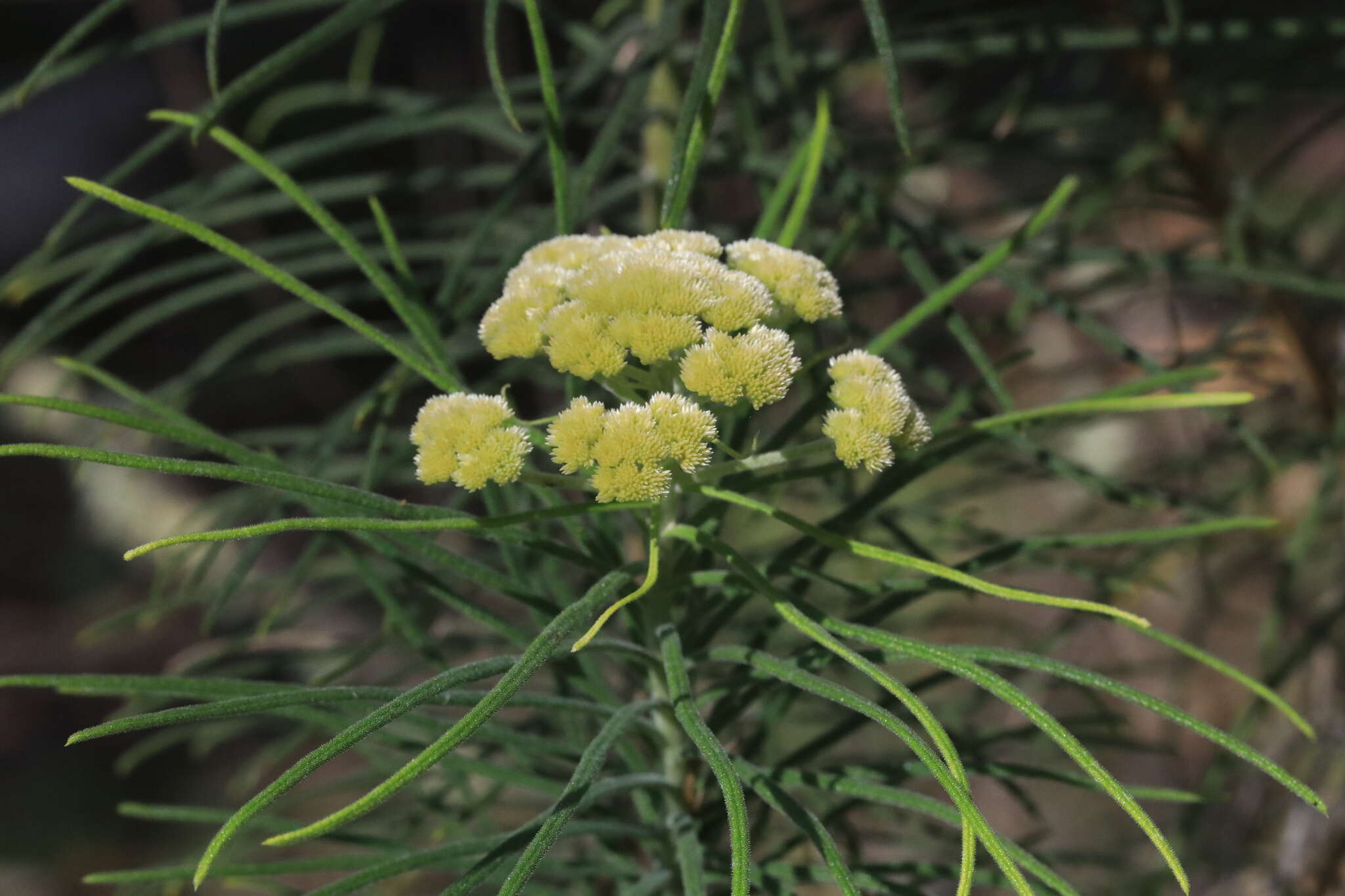 Cassinia leptocephala F. Müll. resmi