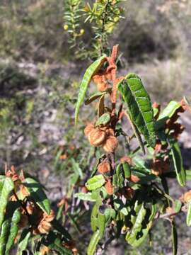 Imagem de Lasiopetalum ferrugineum Sm.