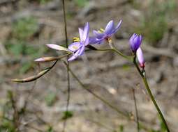 Image of Geissorhiza purpurascens Goldblatt