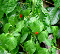 Image of Capsicum frutescens L.