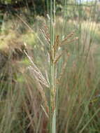 Imagem de Miscanthus junceus (Stapf) Pilg.