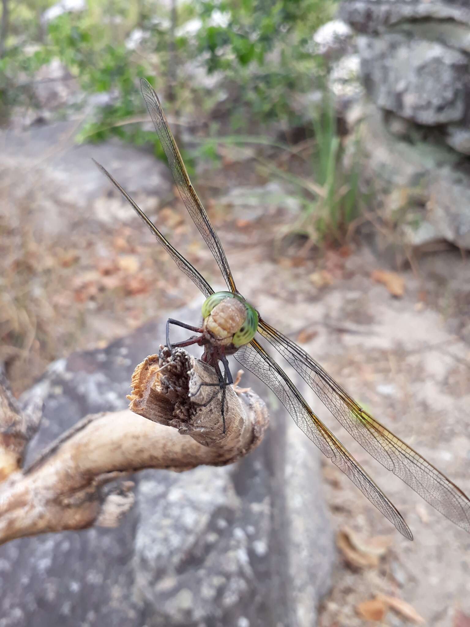 Image of Blue-faced Darner