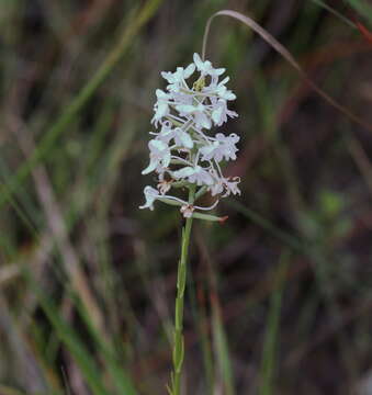 Image of Snowy orchid