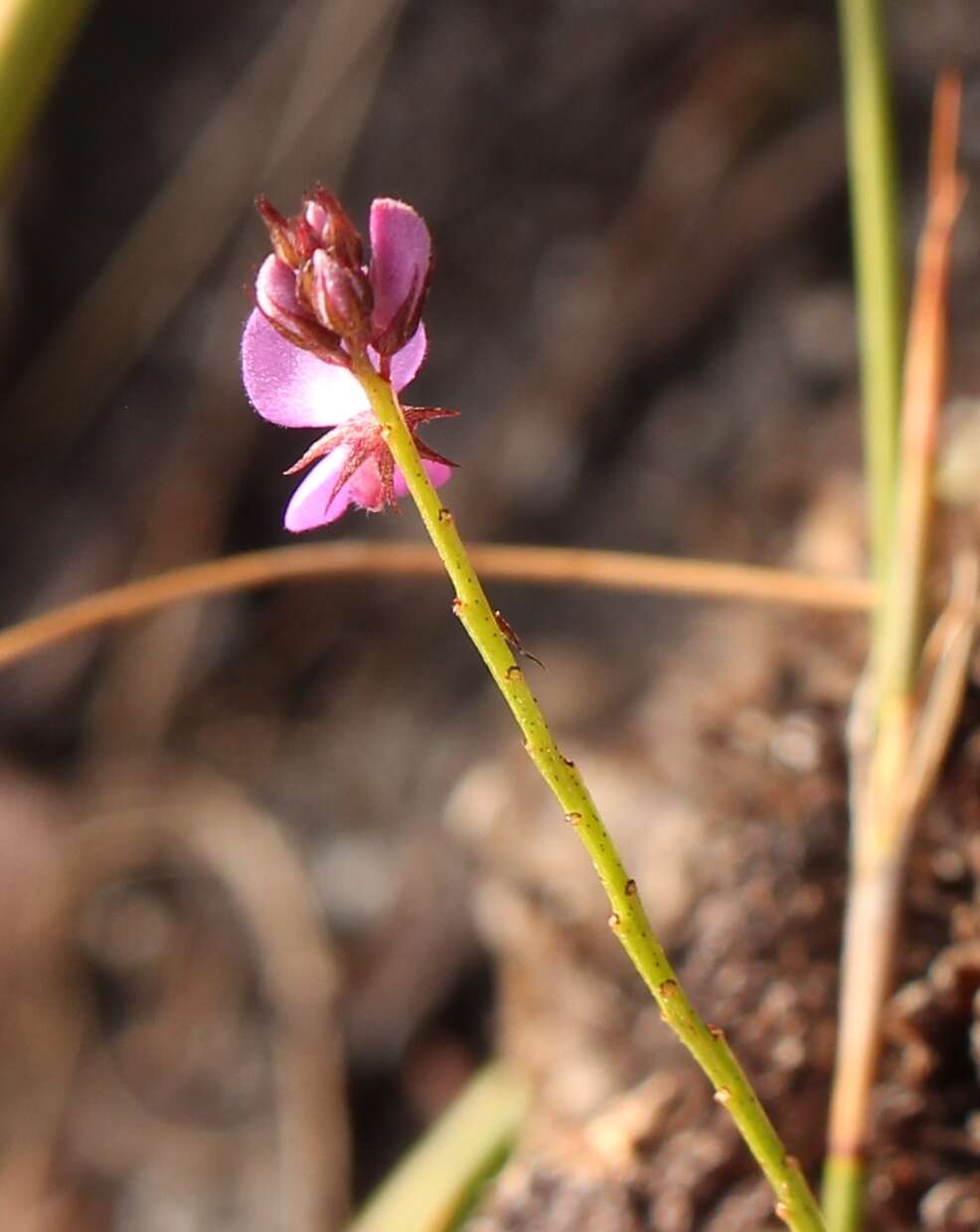 Indigofera ovata Thunb.的圖片