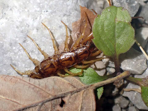 Image of Eupolybothrus grossipes (C. L. Koch 1847)