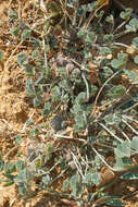 Image of Marsilea strigosa Willd.
