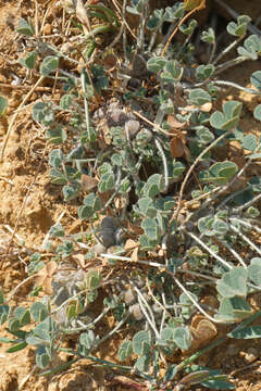 Слика од Marsilea strigosa Willd.