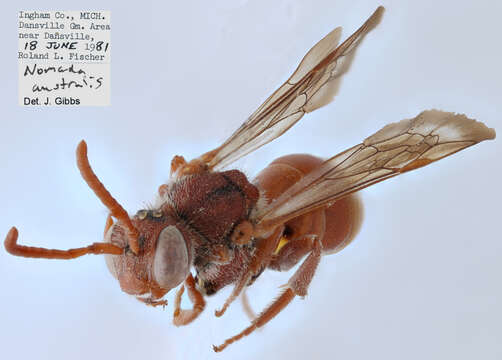 Image of Nomada australis Mitchell 1962