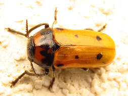 Image of <i>Tituboea biguttata</i>