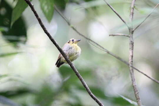 Platyrinchus coronatus Sclater & PL 1858的圖片