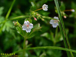 Image de Epilobium amurense Hausskn.