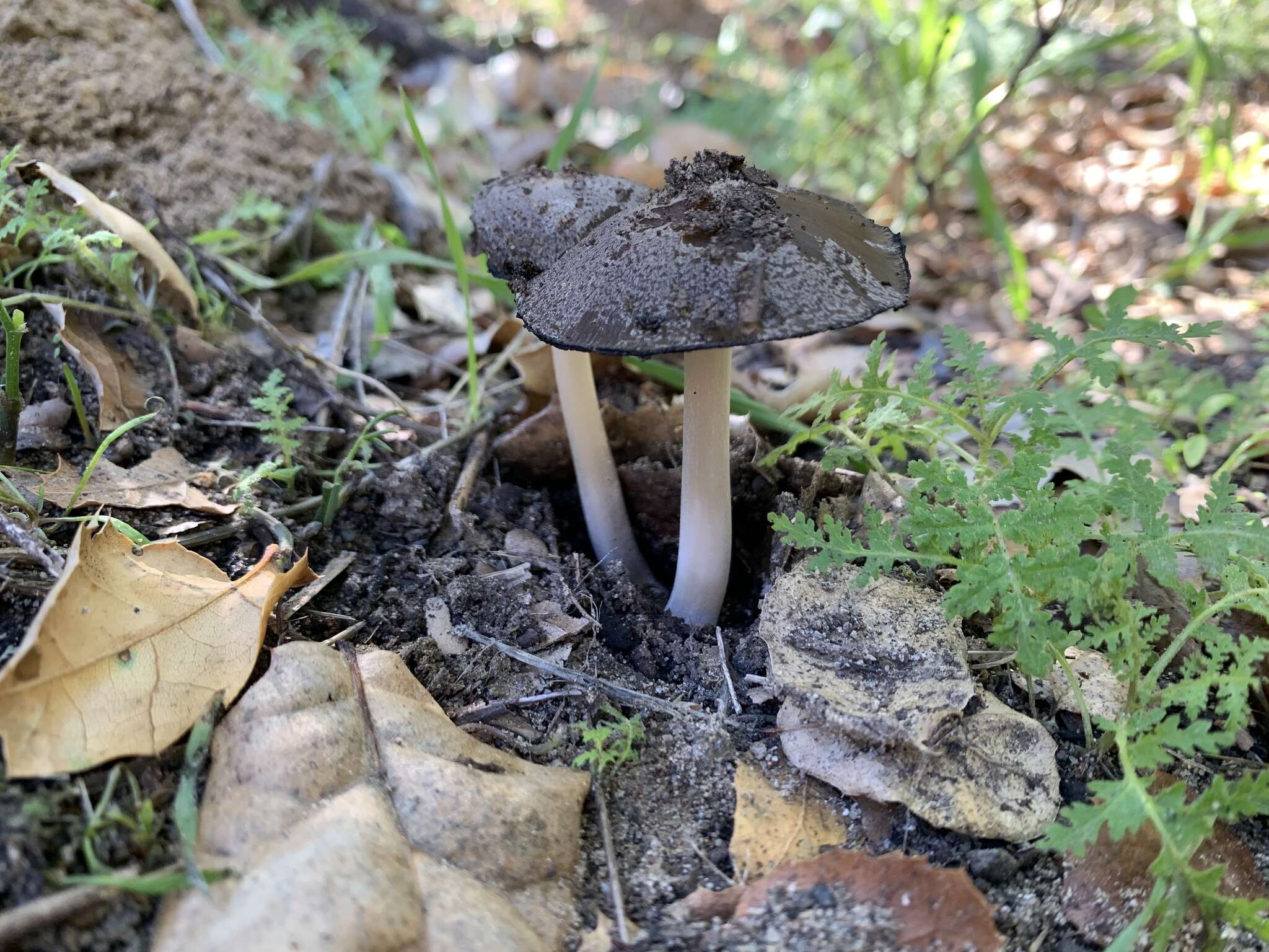 Image de Coprinellus bipellis (Romagn.) P. Roux, Guy García & Borgarino 2006