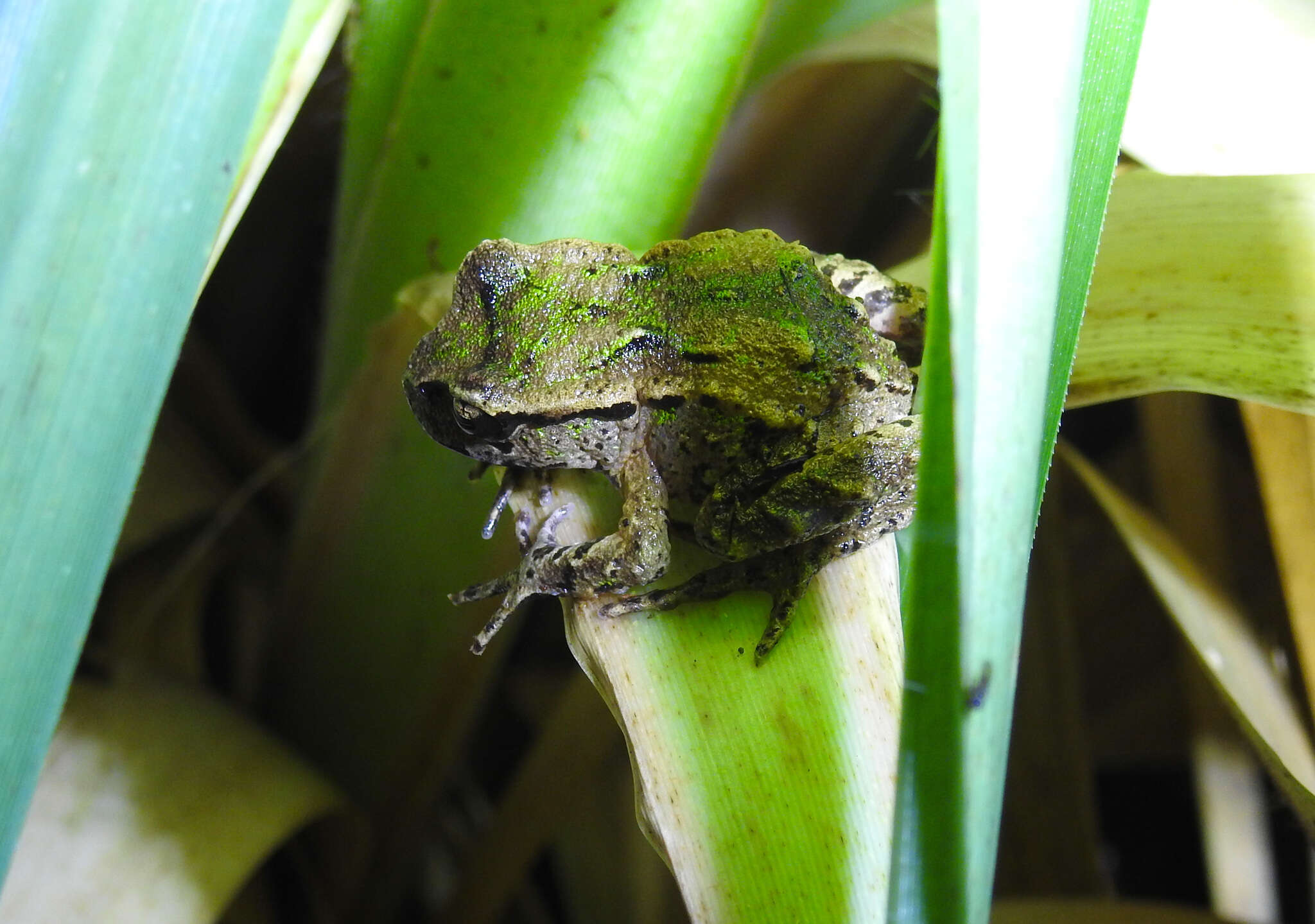 Image of New Zealand primitive frogs