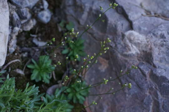 Sivun Draba paucifructa Clokey & C. L. Hitchc. kuva