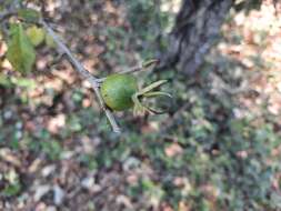 Image of Gardenia saxatilis Geddes