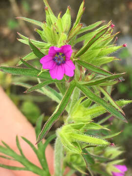 Plancia ëd Geranium dissectum L.