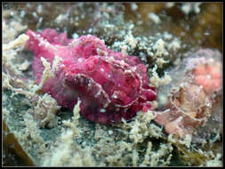 Image of Goniodoris violacea Risbec 1928