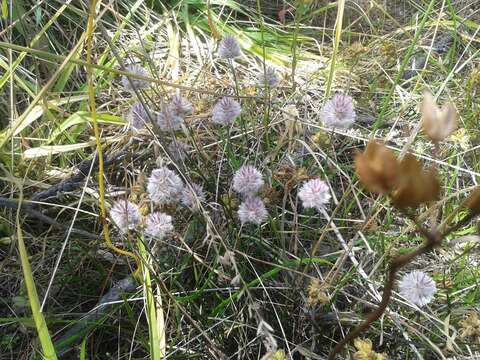 Ptilotus drummondii (Moq.) F. Müll.的圖片