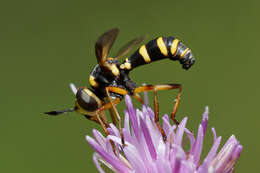 Image of Conops scutellatus Meigen 1804