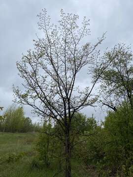 Image of Japanese elm