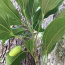 Image of Glycydendron espiritosantense Kuhlm.