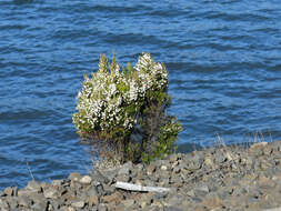 Image of Portuguese Heath