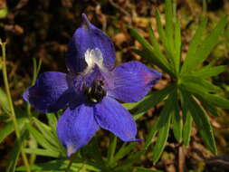 Delphinium menziesii subsp. menziesii的圖片