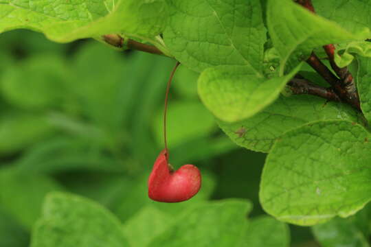 Image of Siberian Spindle