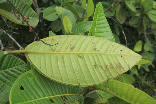 Слика од Graffenrieda grandifolia Gleason