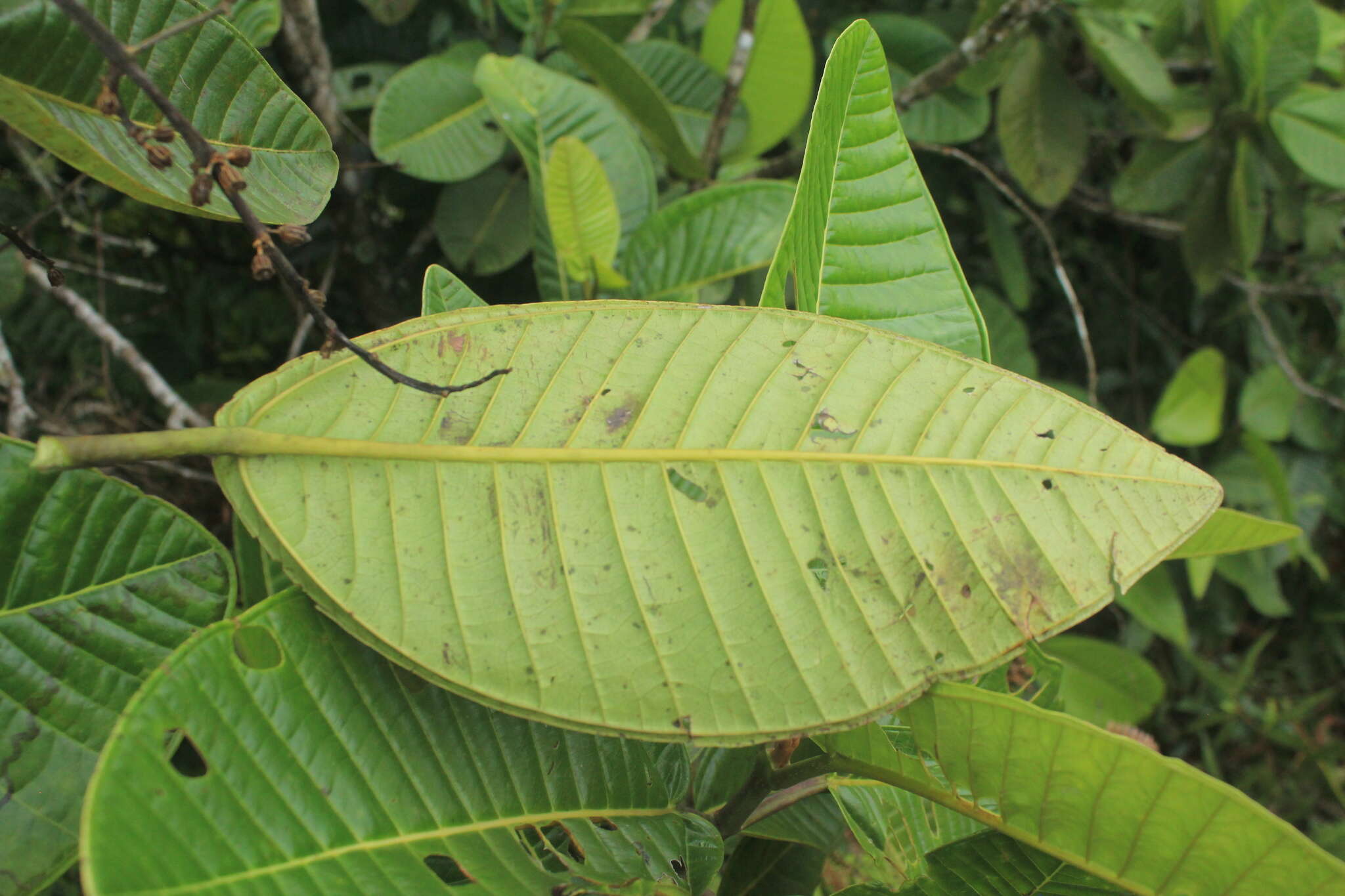 Imagem de Graffenrieda grandifolia Gleason